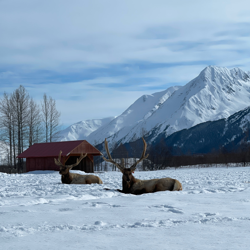 elk